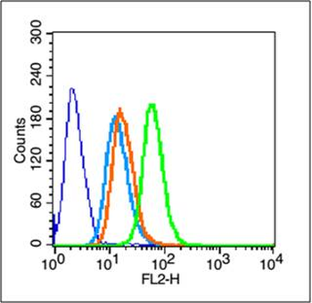 Phospho-IKB alpha (Tyr305) Rabbit Polyclonal Antibody