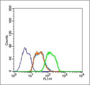 Phospho-IKB alpha (Tyr305) Rabbit Polyclonal Antibody