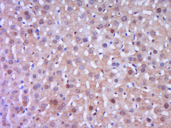 Phospho-IKB alpha (Tyr305) Rabbit Polyclonal Antibody