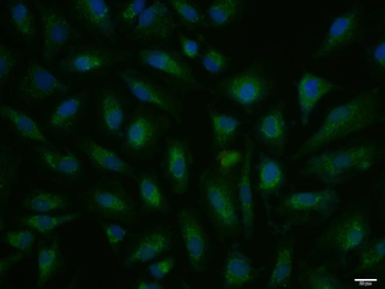 Phospho-IKK beta (S474) Rabbit Polyclonal Antibody