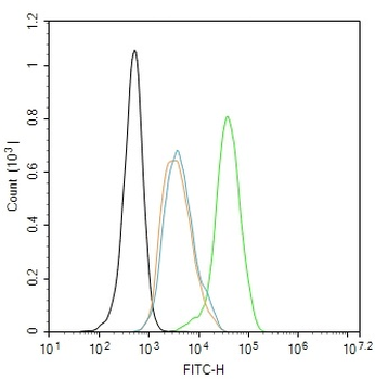 Phospho-IKK gamma (Ser31) Rabbit Polyclonal Antibody