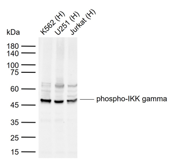 Phospho-IKK gamma (Ser43) Rabbit Polyclonal Antibody