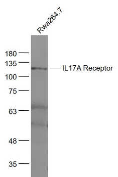 IL17RA Rabbit Polyclonal Antibody