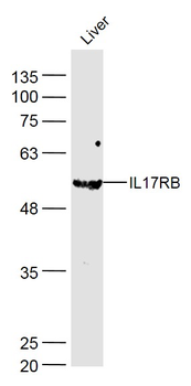 IL17RB Rabbit Polyclonal Antibody