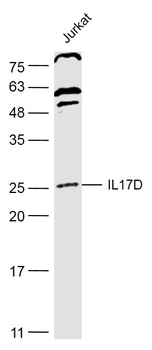 IL17D Rabbit Polyclonal Antibody