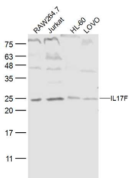 IL17F Rabbit Polyclonal Antibody