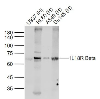 IL18R Beta Rabbit Polyclonal Antibody