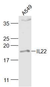 IL-22 Rabbit Polyclonal Antibody