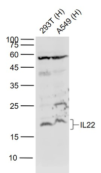 IL-22 Rabbit Polyclonal Antibody