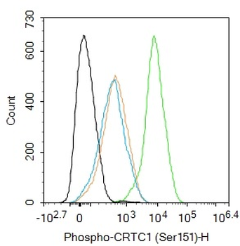 Phospho-CRTC1 (Ser151) Rabbit Polyclonal Antibody