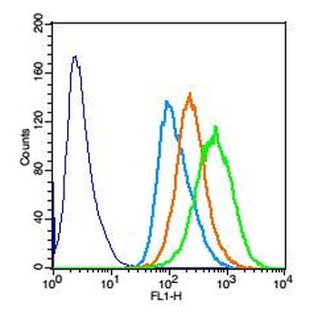 Phospho-CRTC1 (Ser151) Rabbit Polyclonal Antibody
