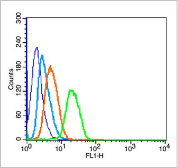 Phospho-P53 (Ser20) Rabbit Polyclonal Antibody