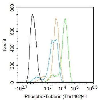 Phospho-Tuberin (Thr1462) Rabbit Polyclonal Antibody