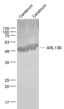 ARL13B Rabbit Polyclonal Antibody