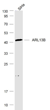 ARL13B Rabbit Polyclonal Antibody