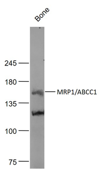 MRP1/ABCC1 Rabbit Polyclonal Antibody