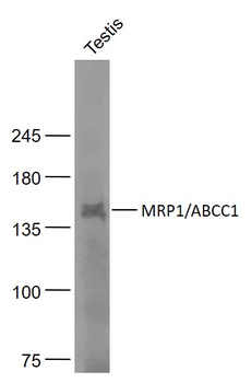 MRP1/ABCC1 Rabbit Polyclonal Antibody