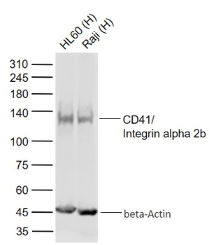 CD41/ITGA2B Mouse Monoclonal Antibody