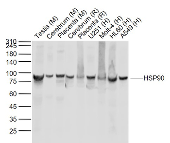 Hsp90 Mouse Monoclonal Antibody