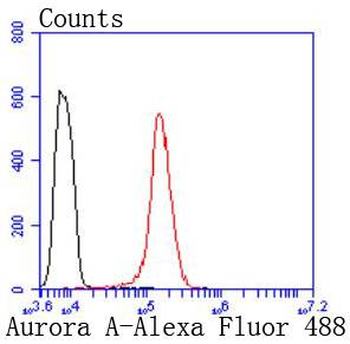 Aurora A Recombinant Rabbit Monoclonal Antibody