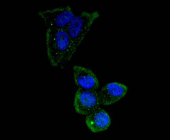 Oct4 Recombinant Rabbit Monoclonal Antibody