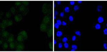 Oct4 Recombinant Rabbit Monoclonal Antibody