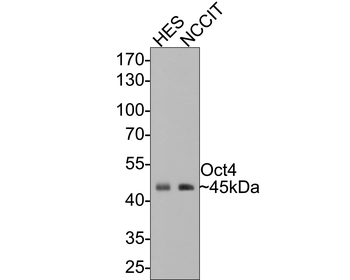 Oct4 Recombinant Rabbit Monoclonal Antibody