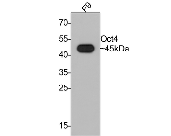 Oct4 Recombinant Rabbit Monoclonal Antibody