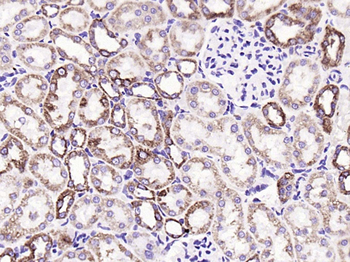 Cytochrome C Recombinant Rabbit Monoclonal Antibody