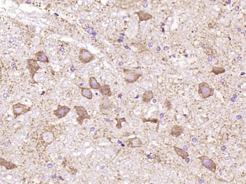Cytochrome C Recombinant Rabbit Monoclonal Antibody
