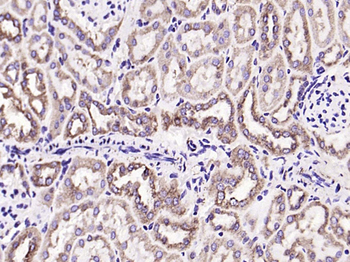 Cytochrome C Recombinant Rabbit Monoclonal Antibody