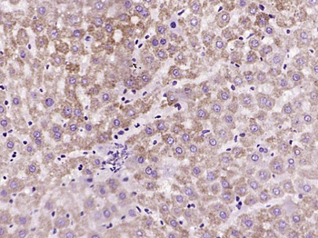 Cytochrome C Recombinant Rabbit Monoclonal Antibody