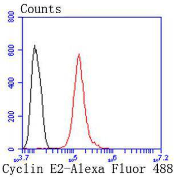 Cyclin E2 Recombinant Rabbit Monoclonal Antibody
