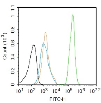 Cyclin E2 Recombinant Rabbit Monoclonal Antibody