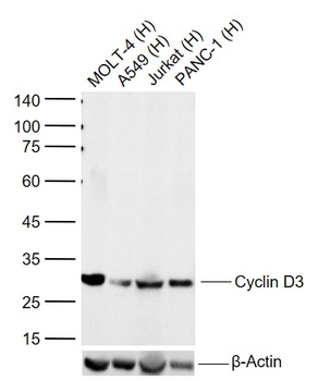 Cyclin D3 Recombinant Rabbit Monoclonal Antibody