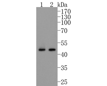 Cyclin B2 Recombinant Rabbit Monoclonal Antibody