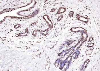 IRF6 Recombinant Rabbit Monoclonal Antibody