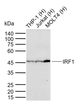 IRF1 Recombinant Rabbit Monoclonal Antibody