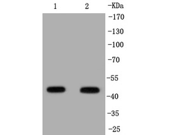 IRF1 Recombinant Rabbit Monoclonal Antibody