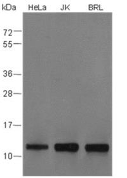 Histone H4 (tri methyl K20) Recombinant Rabbit Monoclonal Antibody