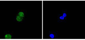 Histone H4 Recombinant Rabbit Monoclonal Antibody