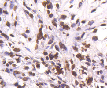 Histone H4 Recombinant Rabbit Monoclonal Antibody