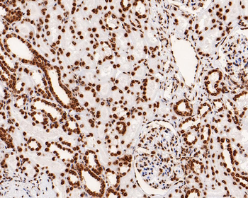 Histone H4 Recombinant Rabbit Monoclonal Antibody