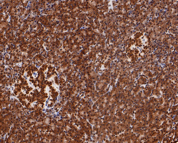 Histone H4 Recombinant Rabbit Monoclonal Antibody