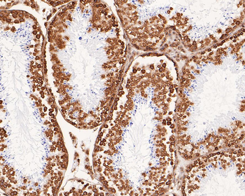 Histone H4 Recombinant Rabbit Monoclonal Antibody