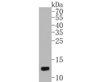 Histone H4 Recombinant Rabbit Monoclonal Antibody