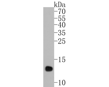 Histone H4 Recombinant Rabbit Monoclonal Antibody
