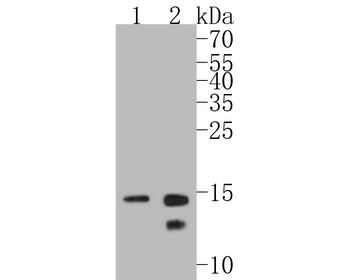 Histone H2B Recombinant Rabbit Monoclonal Antibody