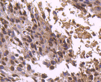 Histone H2B Recombinant Rabbit Monoclonal Antibody