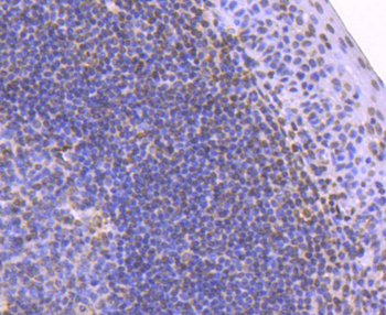 Histone H2B Recombinant Rabbit Monoclonal Antibody